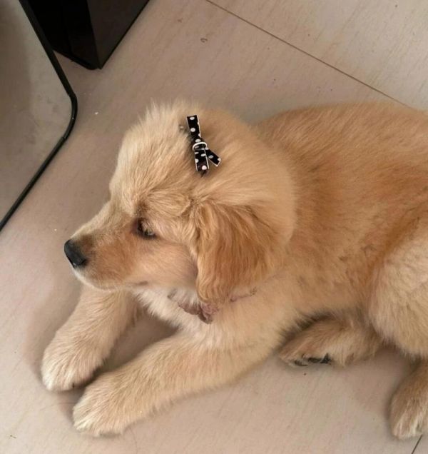 金毛犬饮食指南（金毛犬的饮食需要注意什么？合理搭配能让金毛健康成长！）