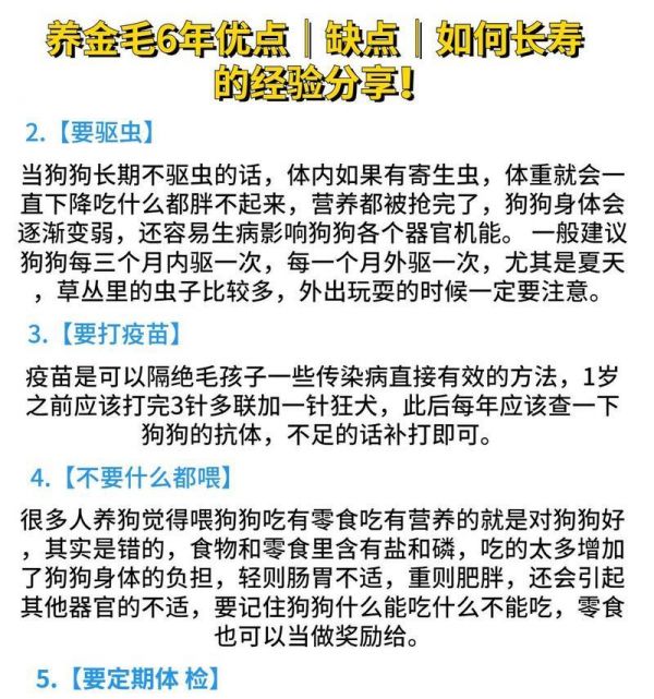 金毛犬饮食指南（金毛犬的饮食需要注意什么？合理搭配能让金毛健康成长！）