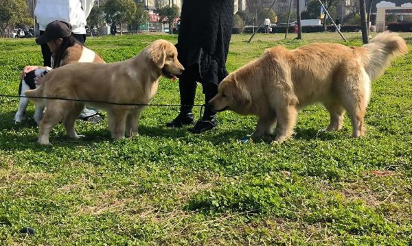 金毛犬饮食指南（金毛犬的饮食需要注意什么？合理搭配能让金毛健康成长！）