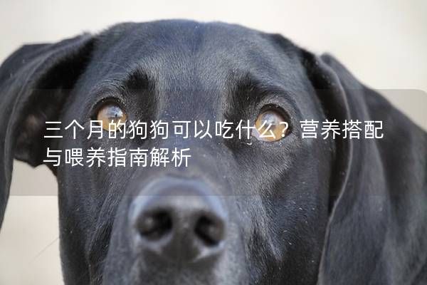 三个月的狗狗可以吃什么？营养搭配与喂养指南解析
