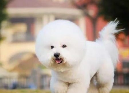 比熊犬营养指南:适量喂食,健康相伴。