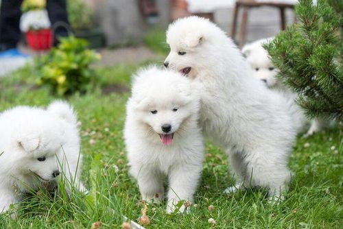 两个月萨摩犬的饮食指南，如何科学喂养