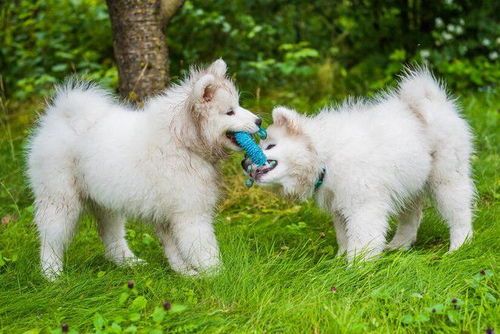 两个月萨摩犬的饮食指南，如何科学喂养