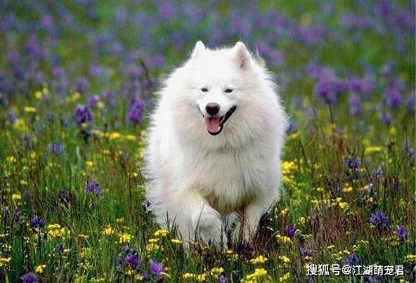 两个月萨摩犬的饮食指南，如何科学喂养