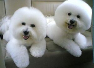 比熊幼犬干粮喂养，健康成长必备