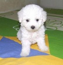 比熊幼犬干粮喂养，健康成长必备