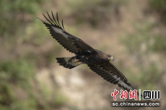 　　“州鸟”金雕。(王跃桥供图)