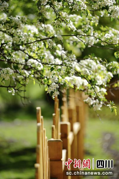 “州花”贡嘎海棠。(甘孜州文化广播电视和旅游局 供图)