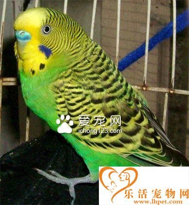 虎皮鹦鹉