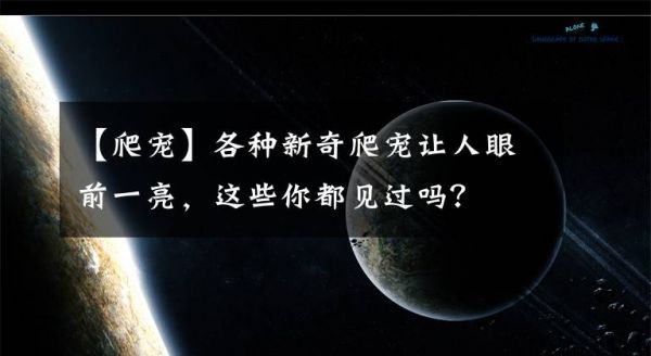 【爬宠】各种新奇爬宠让人眼前一亮，这些你都见过吗？文章配图