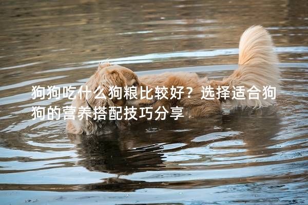 狗狗吃什么狗粮比较好？选择适合狗狗的营养搭配技巧分享