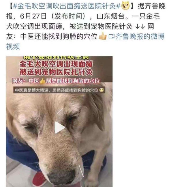 给猫狗“扎针”、喝中药 宠物也开始看中医了!
