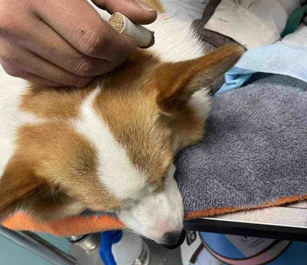 给猫狗“扎针”、喝中药 宠物也开始看中医了!