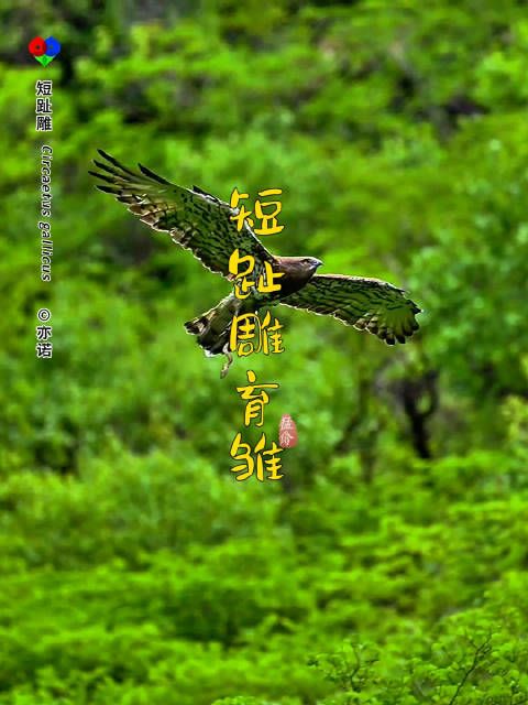 短趾雕育雏 短趾雕带着微博去旅行做自然的朋友国家二级保护野生动物观鸟
