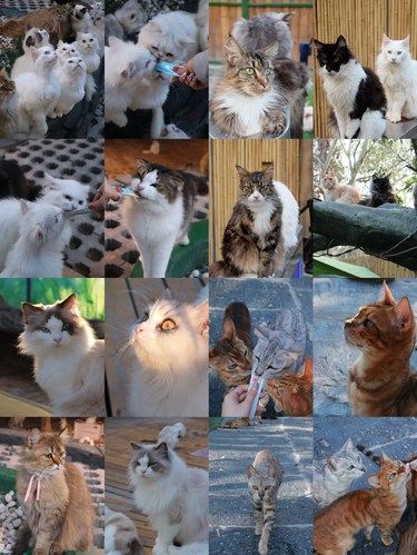 广州最大撸猫森林！！被上千只猫猫包围了！！