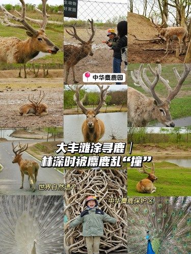 大丰滩涂寻鹿｜林深时被麋鹿乱“撞”