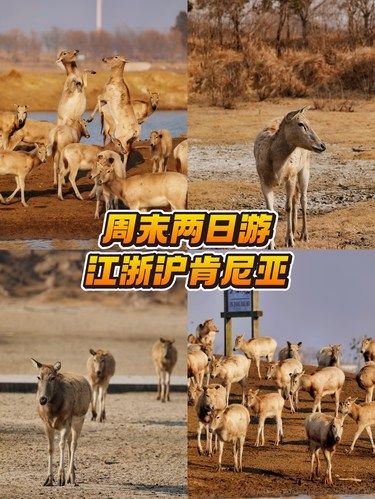 穷鬼天堂❗️600r周末玩转江浙沪的肯尼亚
