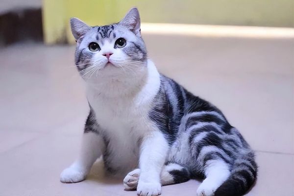 最好养的 4 个猫咪品种，十分适合新手饲养