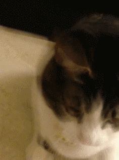 宠物猫好养吗