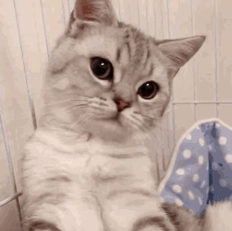 宠物猫好养吗