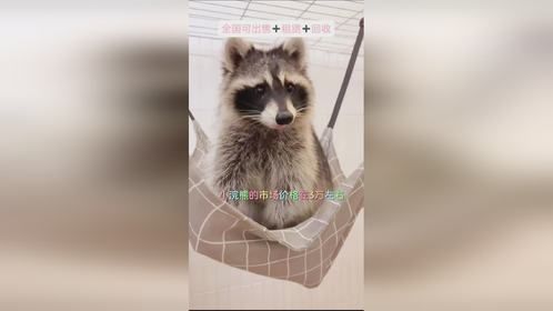 浣熊多少钱一只？小浣熊好养吗？