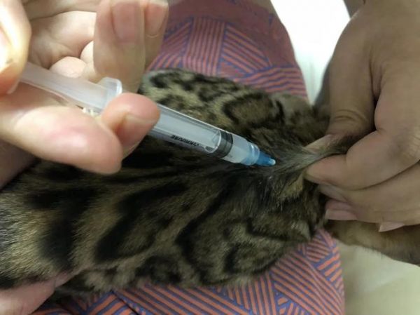 宠物疫苗能不能自己打针注射（宠物猫疫苗可以自己打么）