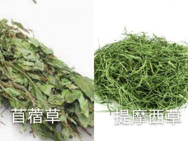 宠物荷兰猪怎么养
