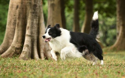 边境牧羊犬弃养率高的原因：胆小掉毛不堪忍受