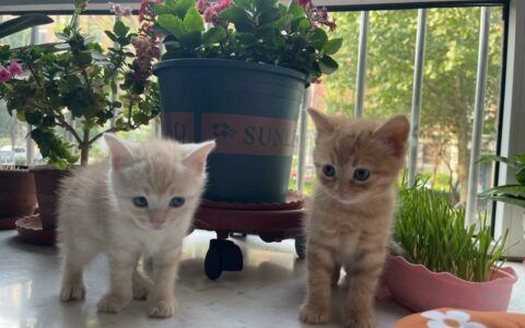 宠物店领养猫狗套路曝光：免费领养背后的隐藏费用