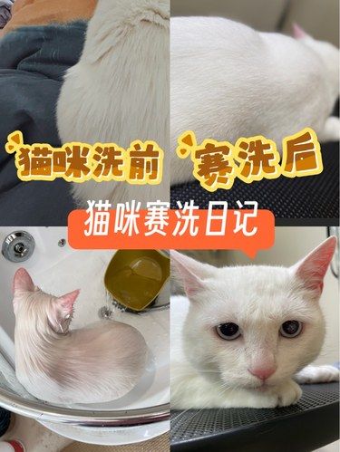 猫咪普洗VS赛洗有什么不同