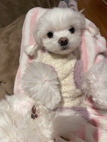 所有养小马的请你们都去这边美容吧！
