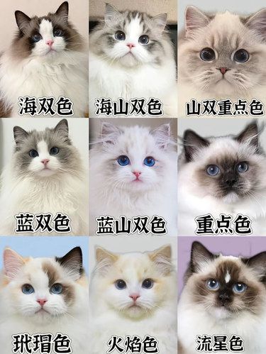 布偶猫花色科普Umi宠物店小课堂