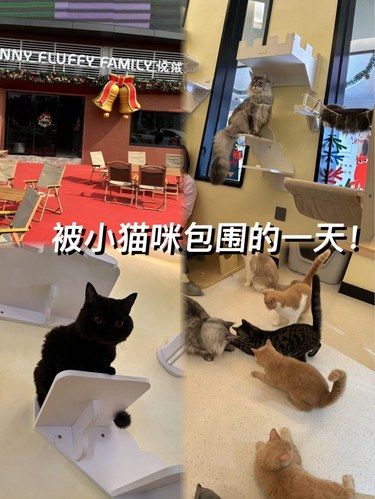环境很好！在东城，都去撸猫！！！