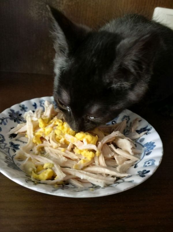 这6种食物，对于猫咪来说是人间美味，你有喂过吗？