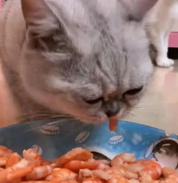 这6种食物，对于猫咪来说是人间美味，你有喂过吗？