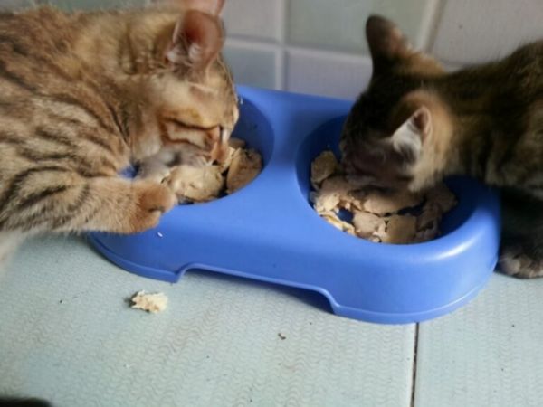 这6种食物，对于猫咪来说是人间美味，你有喂过吗？