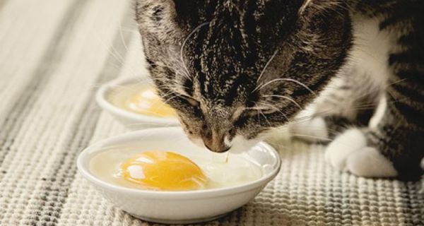 这6种食物，对于猫咪来说是人间美味，你有喂过吗？