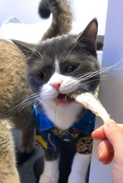 这6种食物，对于猫咪来说是人间美味，你有喂过吗？