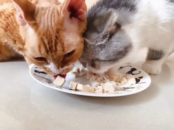 这6种食物，对于猫咪来说是人间美味，你有喂过吗？