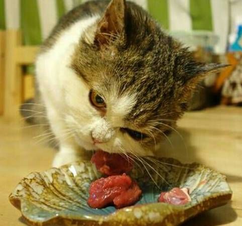 猫咪主食有哪些?适合猫咪的食谱有哪些?