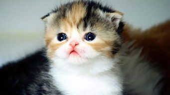 哺乳期猫咪营养食谱推荐
