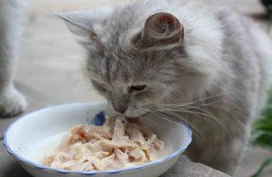 哺乳期猫咪营养食谱推荐