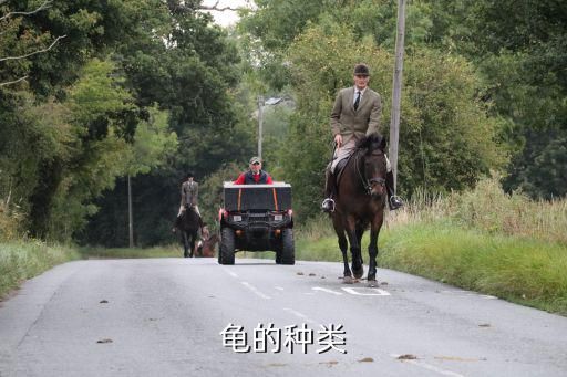 龟的种类