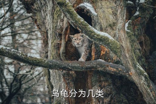乌龟分为几类