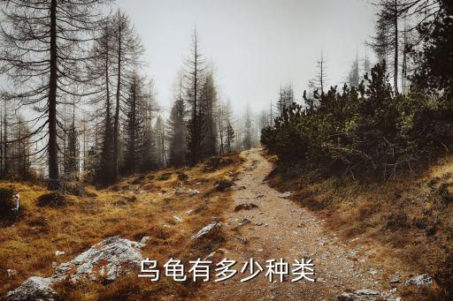 乌龟有多少种类