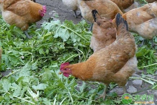 家禽的饲养方法有哪些？-图片版权归惠农网所有