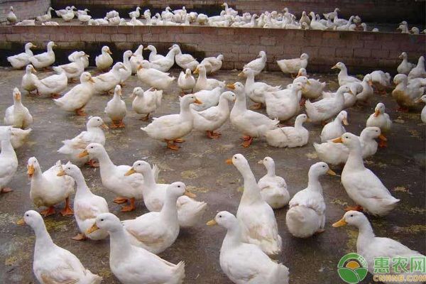 家禽的饲养方法有哪些？-图片版权归惠农网所有