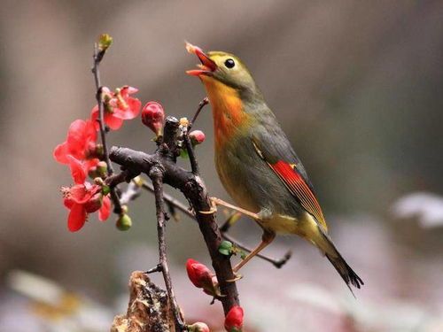 “养鸟必备！盘点鸟媒花植物”