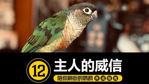 “揭秘:最适合懒人养的宠物鸟!”