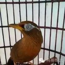画眉母鸟养成宠物技巧，轻松上手！